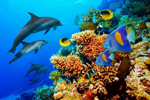 Dolphin House Snorkeling Tour from Hurghada
