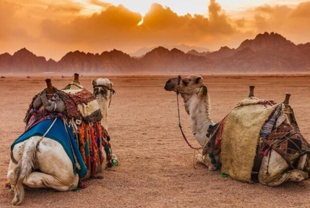 Camel Ride Experience in Hurghada Desert