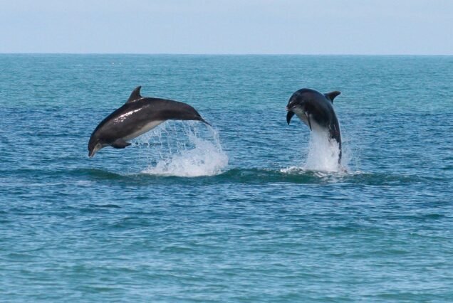 Dolphin Watching Cruise from Hurghada